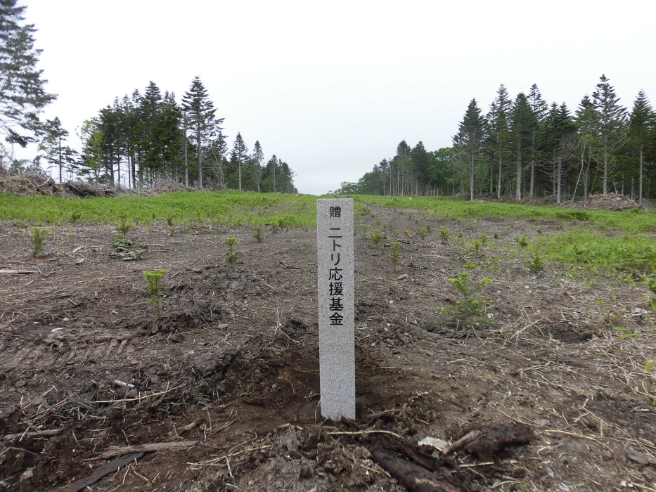 第13回ニトリ北海道応援基金の助成を受け実施した馬主来町有林内植栽地の風景