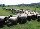 羊の群れの写真