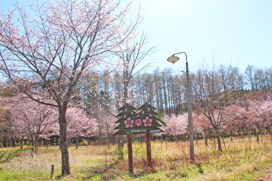 桜の写真を貼っています