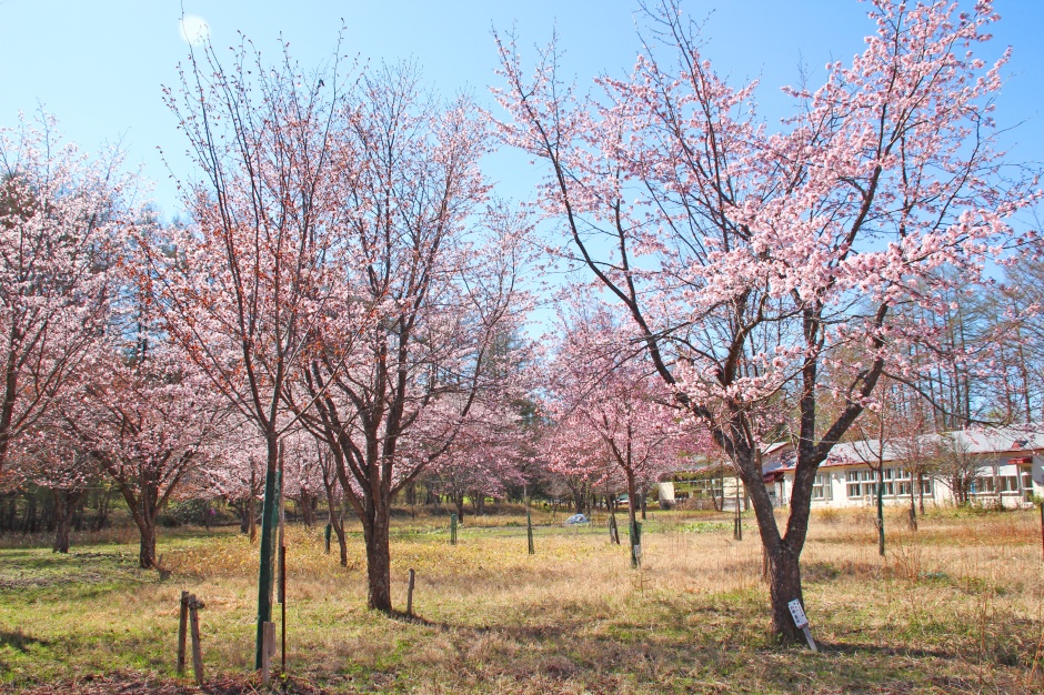 桜の写真を貼っています