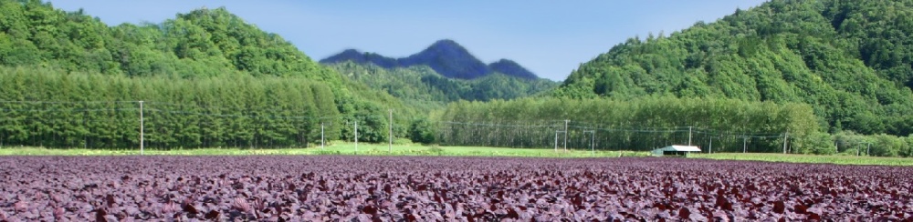 ちょっと暮らし　鍛高の風景