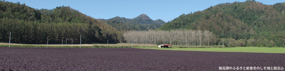 紫蘇畑の写真