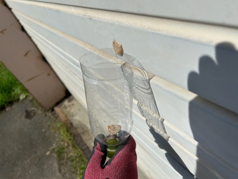 卵塊の駆除の様子