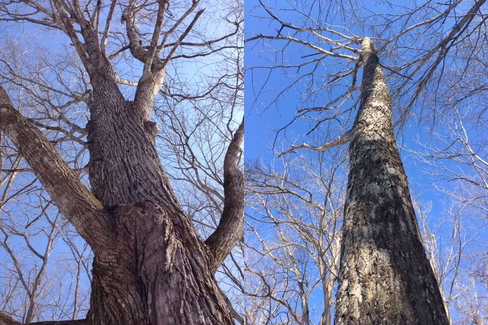 イタヤカエデとオニグルミの木