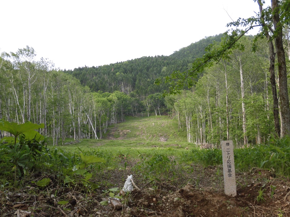 第12回ニトリ北海道応援基金の助成を受け実施した奥滝の上町有林内植栽地の風景