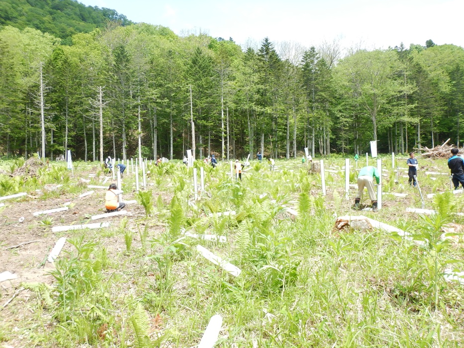 「コープ未来(あした)の森」植樹祭の様子