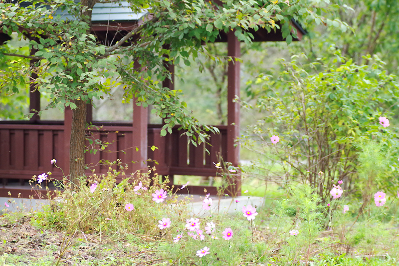 お店の前に咲いている花の写真