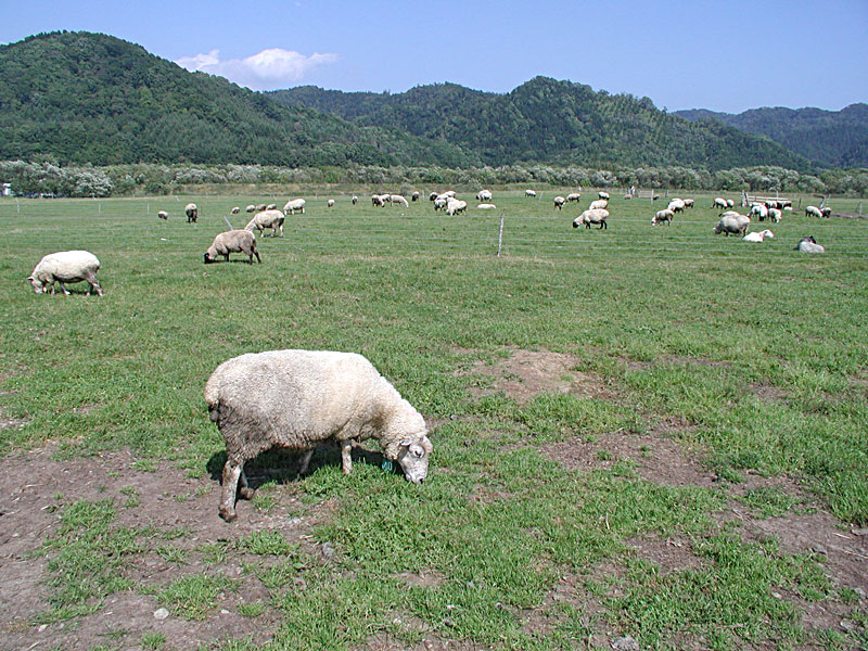 羊飼いの紹介や羊のお話し 白糠町