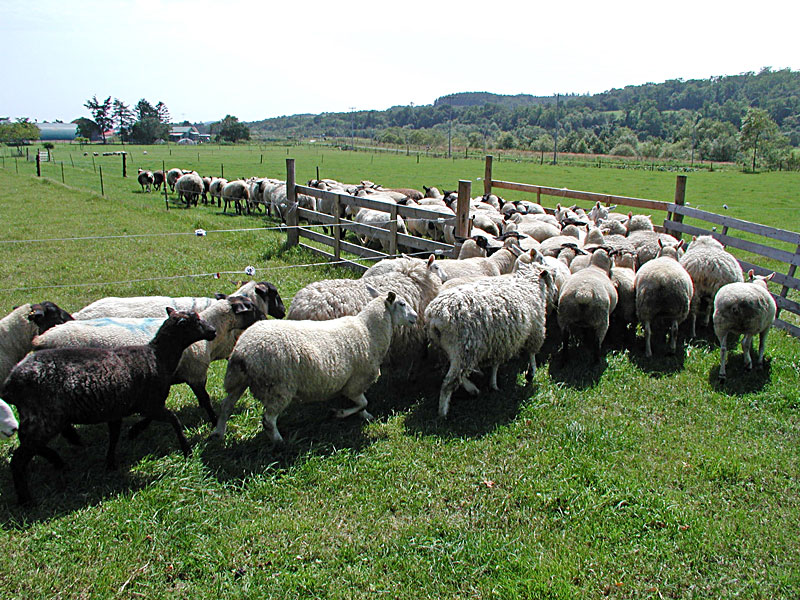 羊飼いの紹介や羊のお話し 白糠町